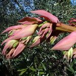 Beschorneria yuccoides Flower