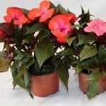 Impatiens wallerianaBlüte