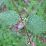 Urtica chamaedryoides Blatt