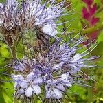 Phacelia tanacetifolia Květ