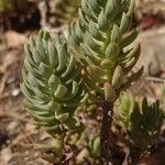 Sedum sediforme Hoja