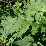 Cirsium alsophilum Leaf