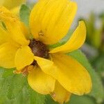 Sanvitalia procumbens Λουλούδι