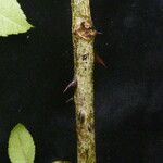 Zanthoxylum oxyphyllum Corteza