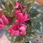 Cyclamen persicum花