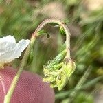 Helianthemum apenninum Other