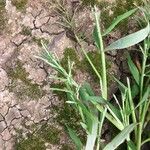 Paspalum repens Hoja