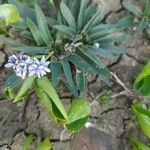 Hyacinthoides lingulata Кветка