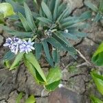 Hyacinthoides lingulata Flower