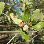 Quercus engelmannii Ffrwyth