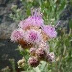 Pluchea sericea Flower