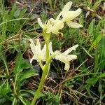 Orchis provincialis Bloem