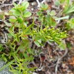 Thesium alpinum Flower