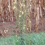 Verbascum blattaria Pokrój