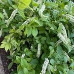 Clethra alnifolia Blodyn