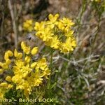 Haplophyllum linifolium Other