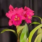 Cattleya lueddemanniana പുഷ്പം