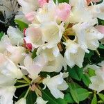 Rhododendron aureum Flor