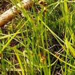 Juncus alpinoarticulatus Hoja