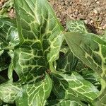 Arum italicum Leaf