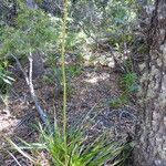 Eryngium paniculatum Хабит