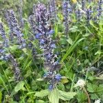 Ajuga reptansFlor