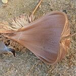 Attalea maripa Fruto