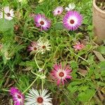 Dorotheanthus bellidiformis Flor
