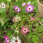 Dorotheanthus bellidiformis Flower