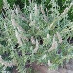 Salvia fruticosa Leaf