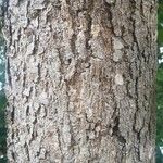 Esenbeckia leiocarpa Bark