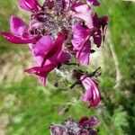 Pedicularis cenisia Flower