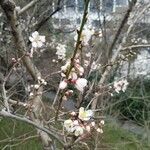 Prunus dulcisFloare