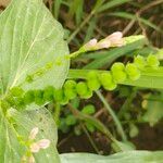 Spigelia anthelmia Fruto