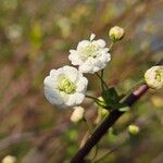 Spiraea prunifolia 花