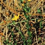 Hypericum australe Habit