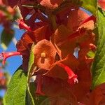 Holmskioldia sanguinea Blüte