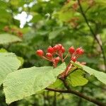 Viburnum lantanoides果實