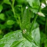 Capsella bursa-pastoris Altres