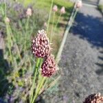 Allium rotundumCvet