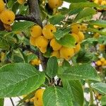 Malus prunifolia Fruit