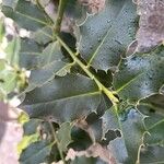 Ilex aquifolium برگ