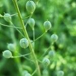 Camelina sativa ഫലം