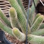 × Aporodisocactus mallisonii Habit