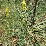 Linaria angustissima Vekstform