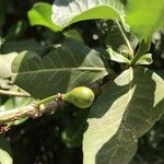 Garcinia livingstonei Fruit