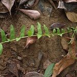 Thelypteris interrupta Vivejo