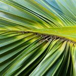 Sabal palmetto 葉