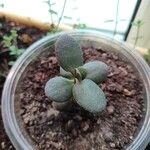 Crassula multicava Φύλλο