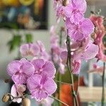 Phalaenopsis spp. Blomst
